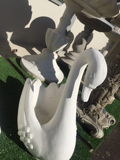 Swan